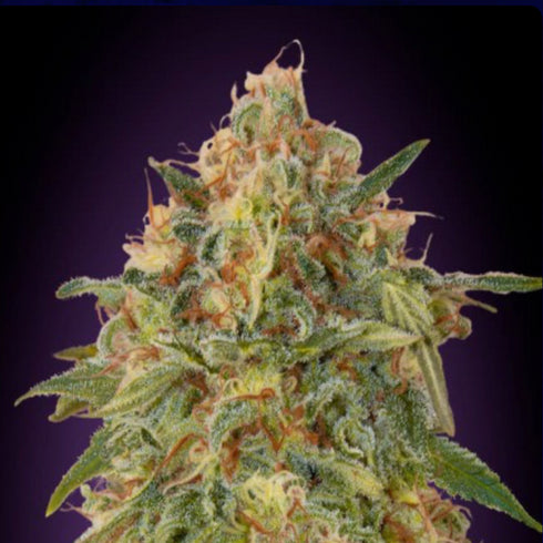 Advanced Seeds - Zkittles